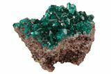 Sparkly, Gemmy Dioptase Crystal Cluster - Namibia #78699-2